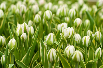 Obraz na płótnie Canvas Beautiful white tulips