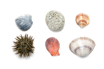 Sea shells