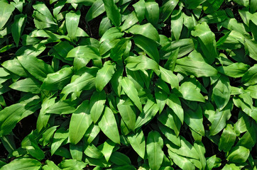 Ramson or wild garlic (lat. allium ursinum)