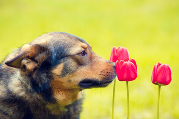 Dog sniffing tulips