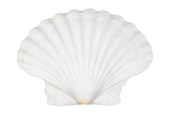 Beautifiul ocean shell isolated on white