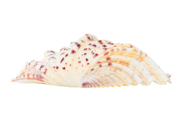 Beautifiul ocean shell isolated on white