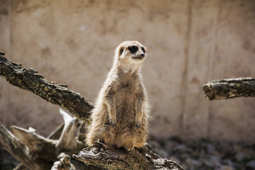 Fototapeta premium Meerkat standing alone