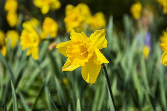 Narcissus or daffodil
