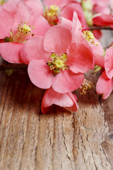 Fototapeta premium Flowering quince (cydonia oblonga)