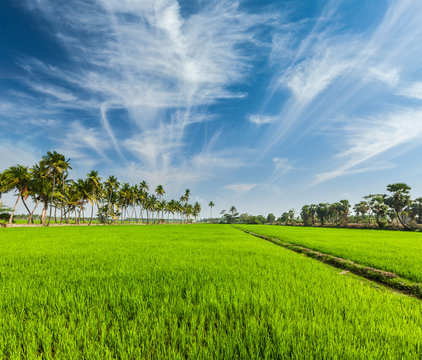Tamil Nadu Paddy Field Images – Browse 316 Stock Photos, Vectors, and Video  | Adobe Stock