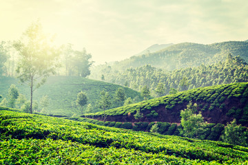 Fototapeta na wymiar Zielone plantacje herbaty w Munnar, Kerala, Indie