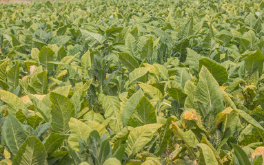 Farm tobacco plants are flowering.