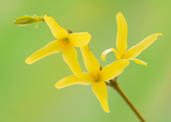 Fototapeta premium Spring flower