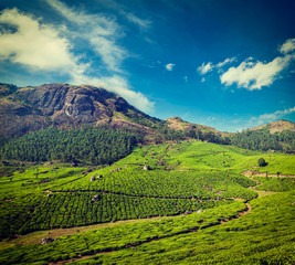 Obraz premium Green tea plantations in Munnar, Kerala, India