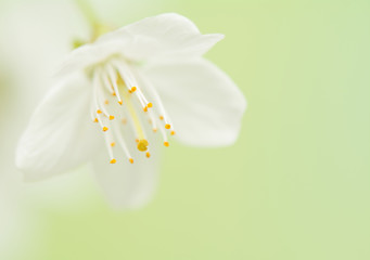 Obraz premium Spring flower