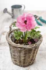 Fototapeta na wymiar Pink persian buttercup flower and garden accessories