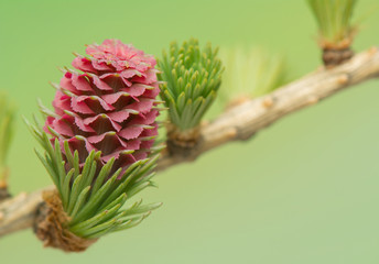Fototapeta premium Larch flower