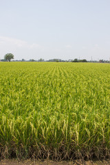 Fototapeta na wymiar The beautiful landscape of rice fields in Thailand.