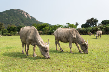 Swamp buffalo (Domestic Buffalo)