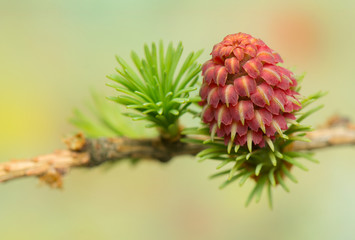 Larch flower