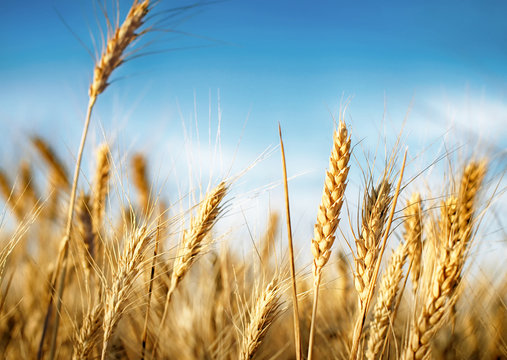 Wheat ears under blue sky