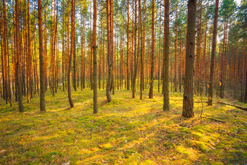 Fototapeta premium Sunset In Spring Forest