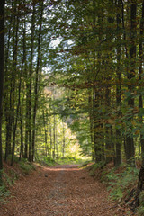 Straight road in forest covered with brown leaves