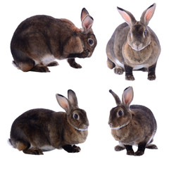 Fototapeta premium Adorable rabbit isolated on a white background
