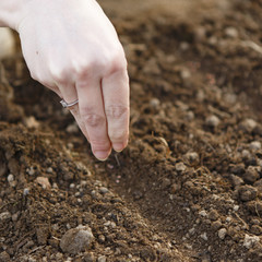 woman hand sowing seed
