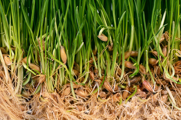 Green grass with soil close up