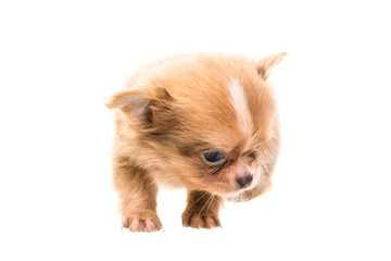 Chihuahua puppy