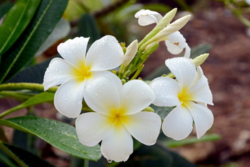 white and yellow Plumeria spp. (frangipani flowers, Frangipani, Pagoda tree or Temple tree)  on natural background.