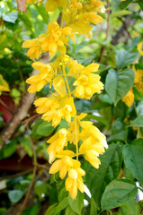 Golden Wreath or  Petraeovitex wolfei J. Sinclair.