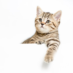 Fototapeta na wymiar kitten behind white signboard isolated