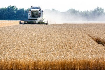 Obraz premium Getreidefeld mit Weizen bei der Ernte