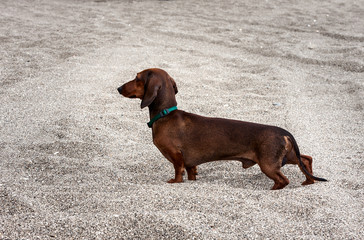 dog on beach