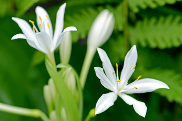 White flowers of Cardwell lily, Northern christmas or lily (Proiphys amboinensis)