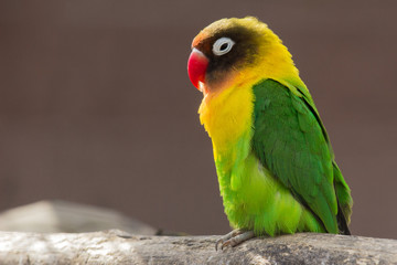 Papagei