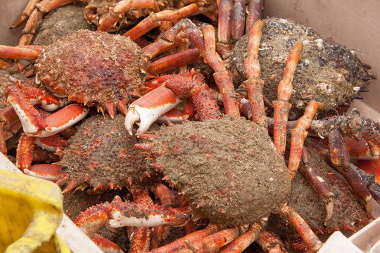 Araign&eacute;es de mer - Maja brachydactyla - en retour de p&ecirc;che