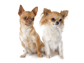 Obraz premium chihuahuas