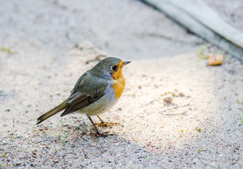 Citril finch. A small bird with a yellow breast