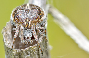 Cross spider (Araneus diadematus)