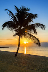 palm tree on a beach at sunset