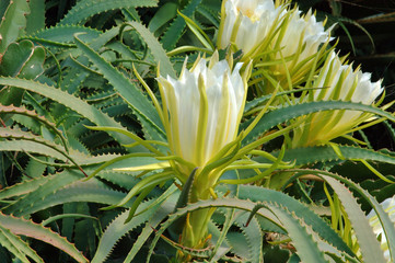 Aloe flower