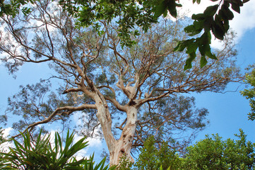 Crown of a tree