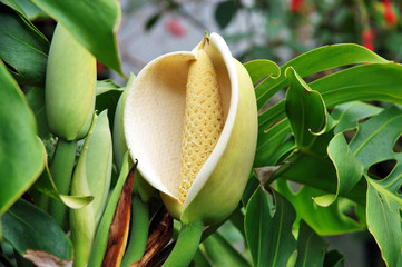 Monstera flower © hivaka