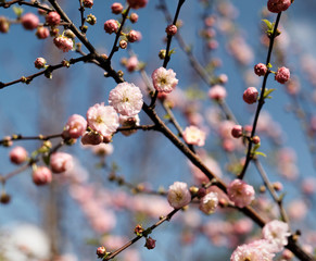 Cherry blossoms with shallow depth of field over blue sky