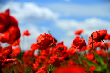 Naklejka premium Campo di papaveri