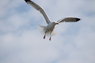 Möwe fliegt in der Luft