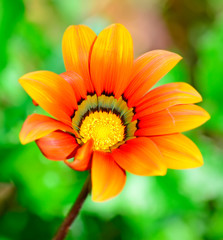 orange gazania