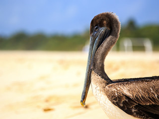 Brown pelican on mexican beach