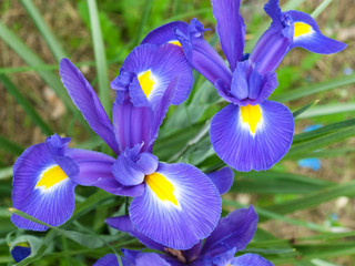 Coppia di iris blu e viola