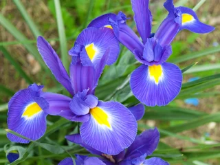 Crédence de cuisine en verre imprimé Iris Paire d& 39 iris bleus et violets