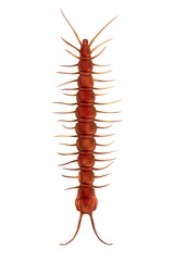 realistic 3d render of lithobius forficatus